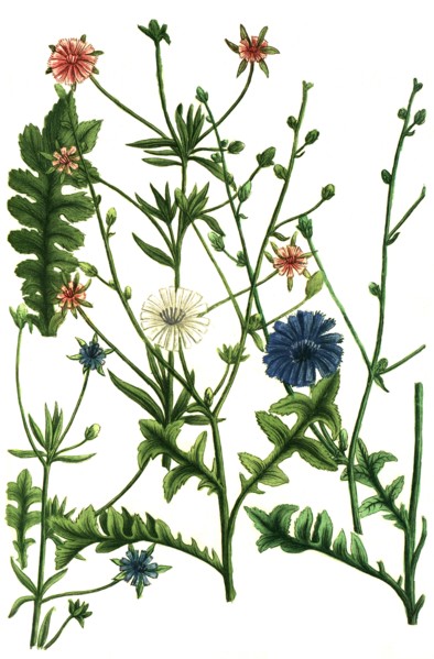 common chicory