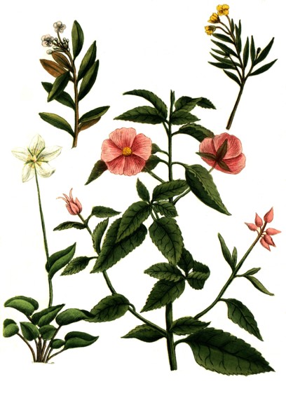 cistus