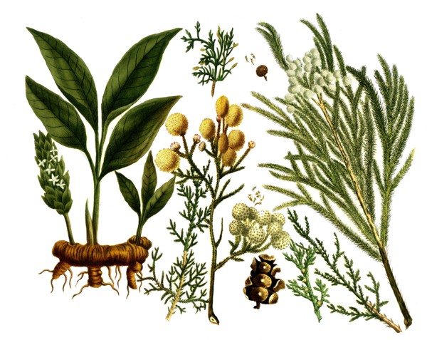 various plants of the cypress family