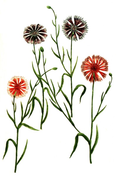 Cyanus hortensis