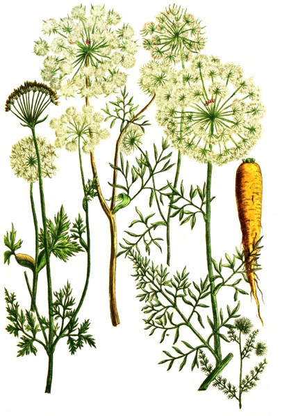 carrots