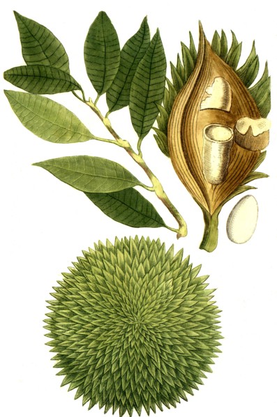 Doeriana seu arbor Mali