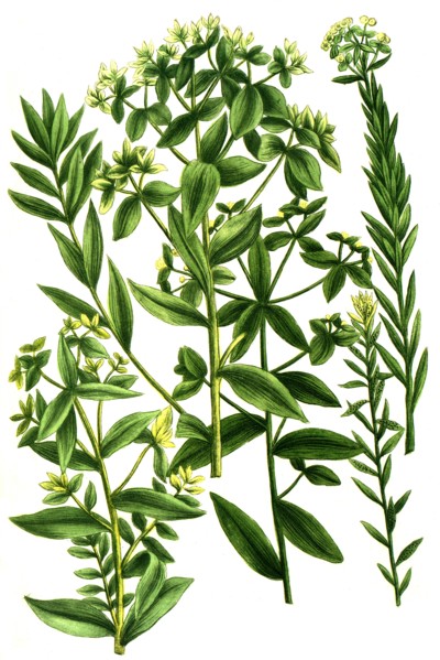 Almond Leaf Spurge or Almond Spurge