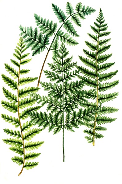 True Male Fern