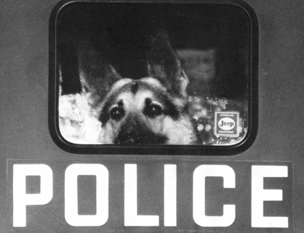 Police Dog