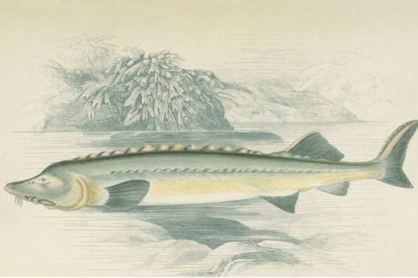 Sturgeon  Illustration