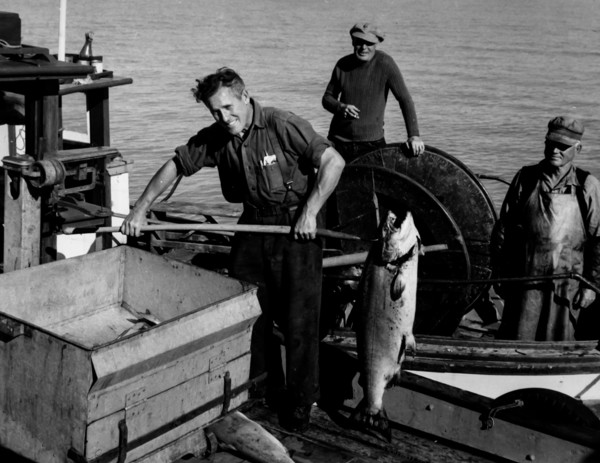 Fishermen of the british columbia weigh a salmon, 1969
