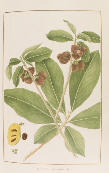 Asimina triloba, botany table, botanical garden of padova