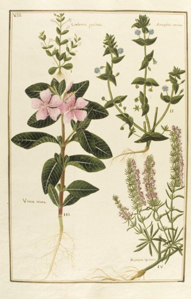Botany table, botanical garden of padova