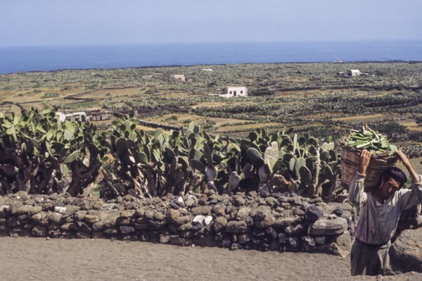 Farmer after pruning of prickly pears, linosa, italy