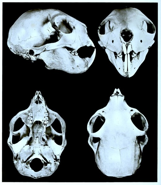 Skull Bones