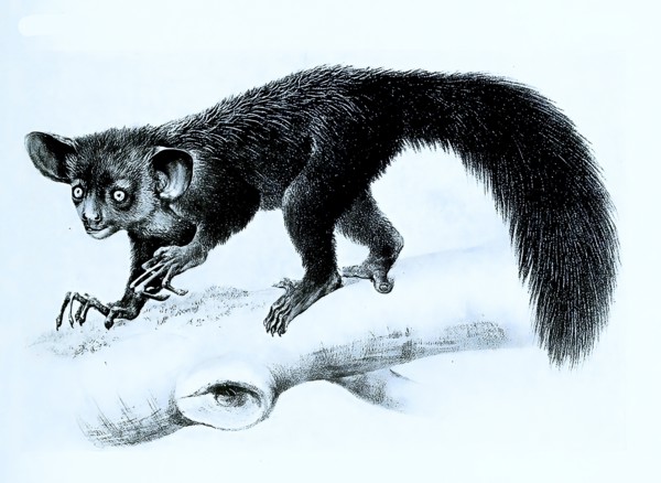 Aye-Aye
