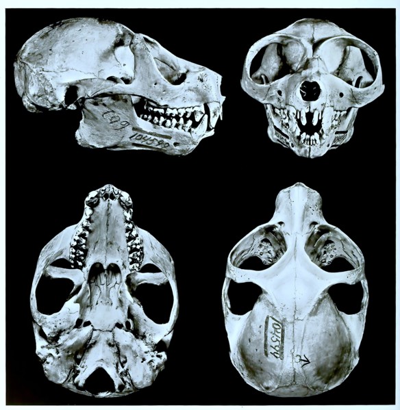 Skull Bones