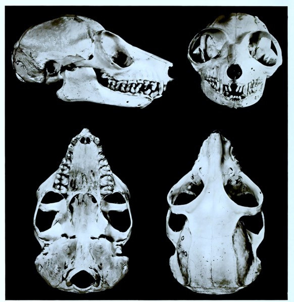 Skull Bones