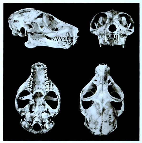 Skull Bones