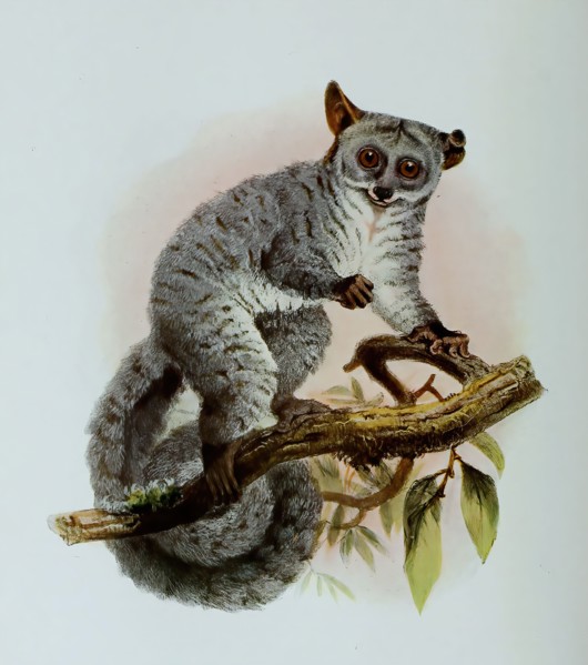 Galago