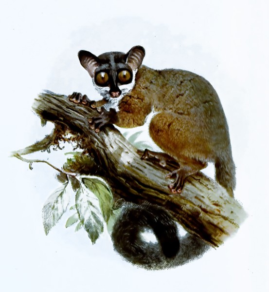 Skull Bones