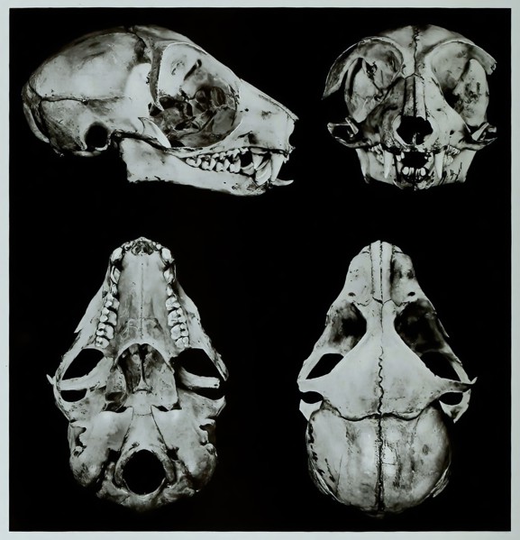 Skull Bones