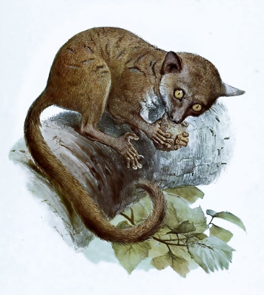 Galago