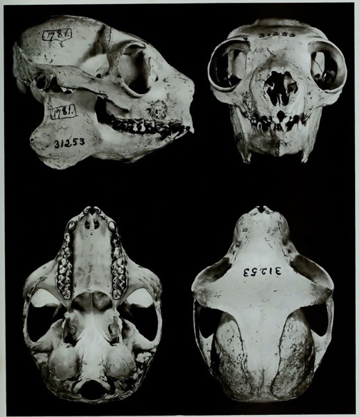 Skull Bones