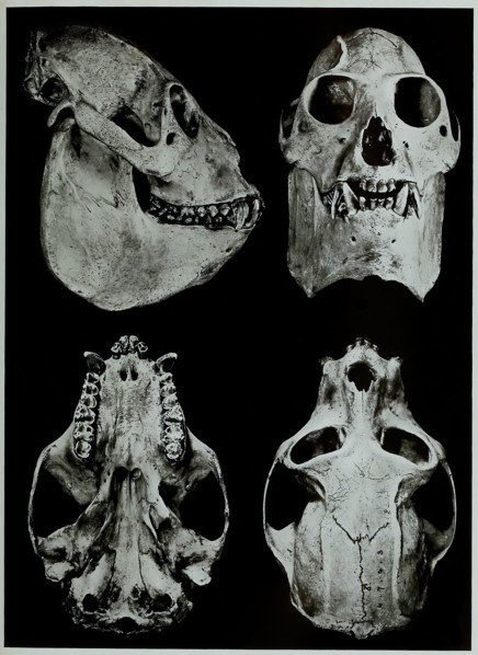 Skull Bones