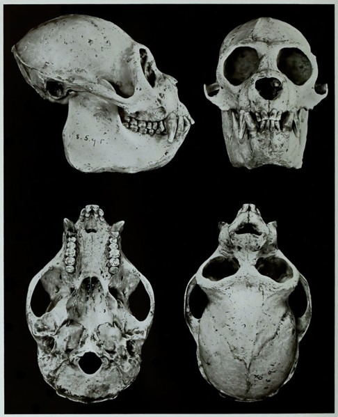 Skull Bones