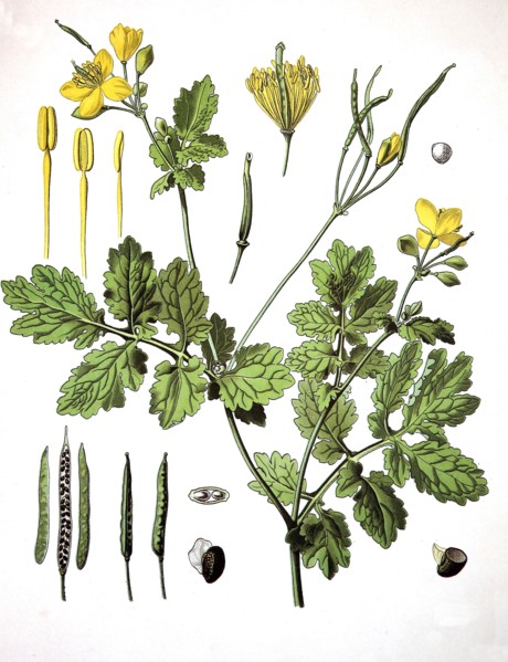 Helidonium Majus