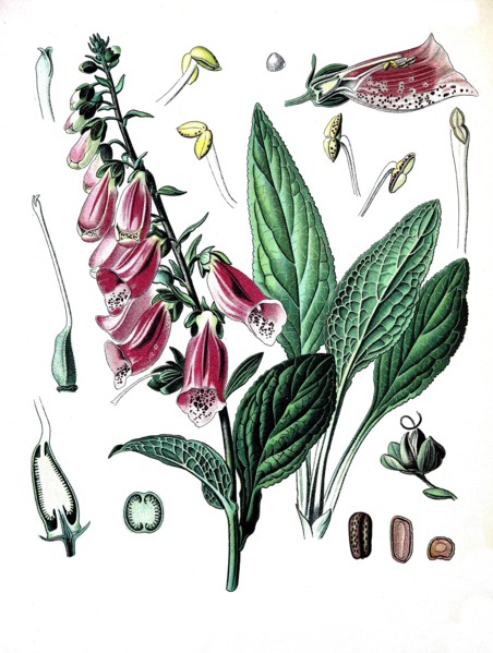 Digitalis Purpurea