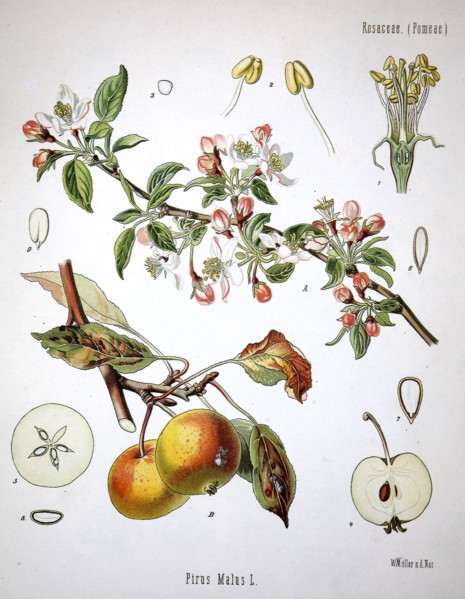 Apple Tree (Malus Pumila
