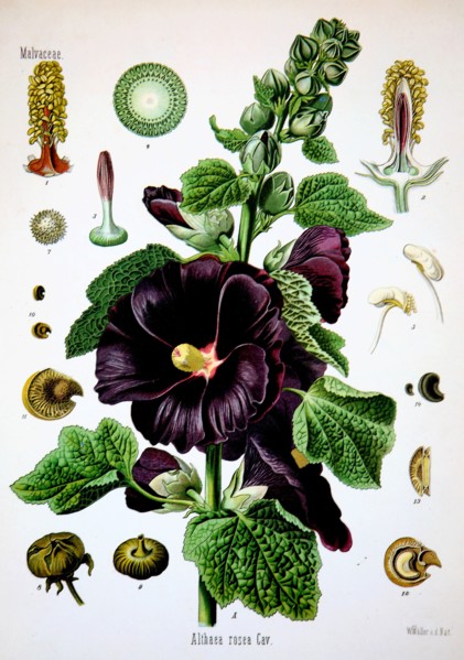 Alcea Rosea