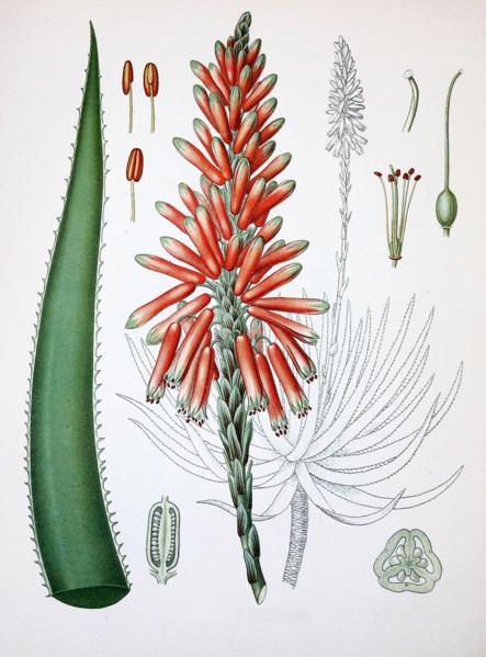 Aloe Perryi