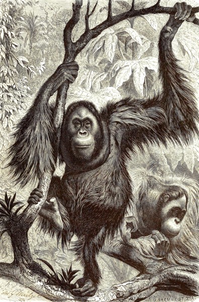 Orangutan