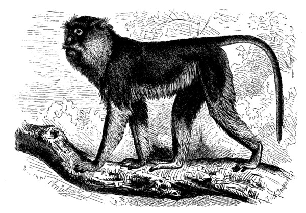 Pasque Monkey