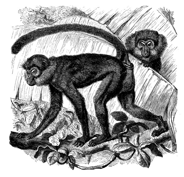 Black Monkey