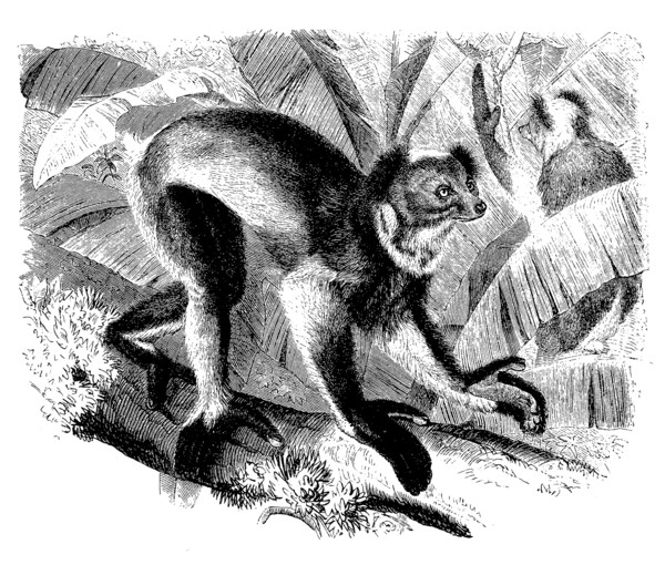 Crown Indri