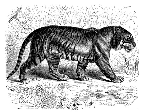 Bengal Tiger