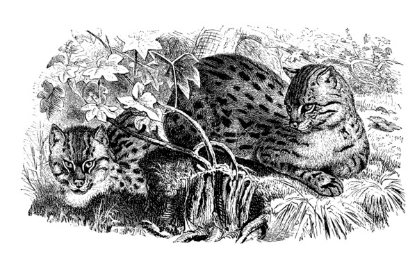 Spotted Cat