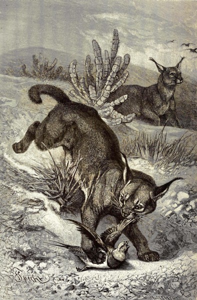 Eurasian Lynx Or Northern Lynx