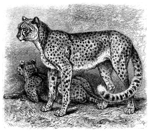 Cheetah