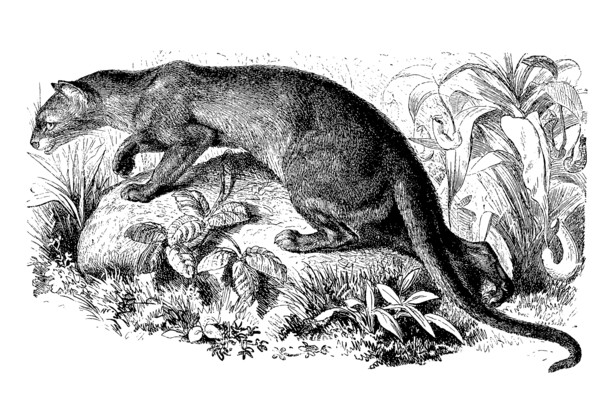 Fossa