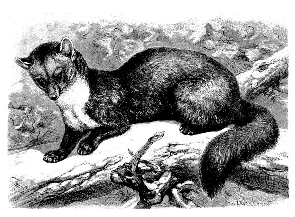 Pine Marten Or Noble Marten