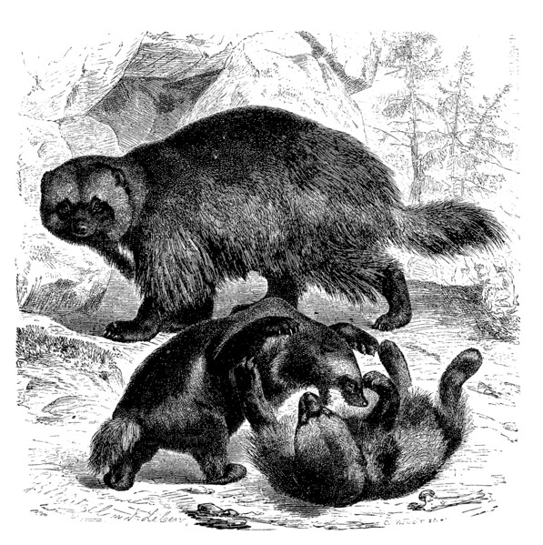Wolverine