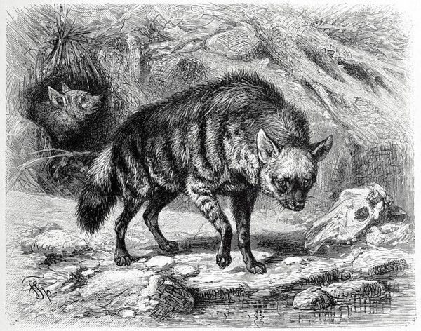 Cibethyena