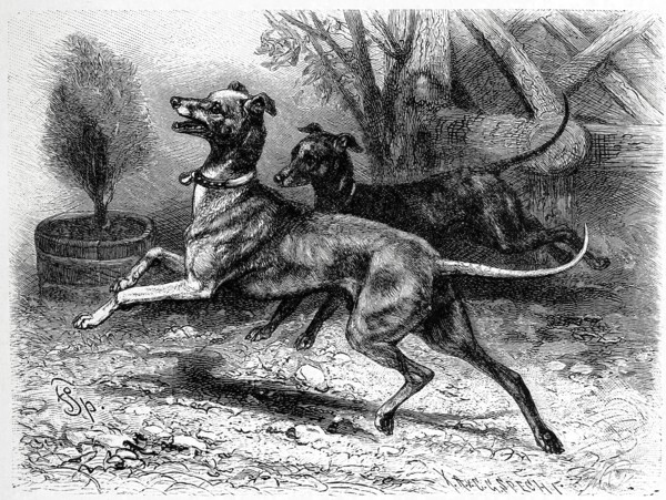 Italian Dog
