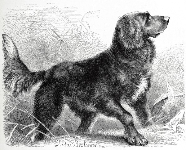 Dog