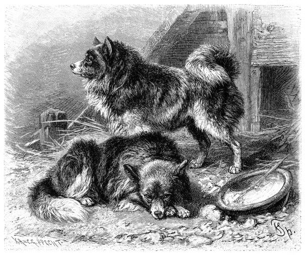 Dog