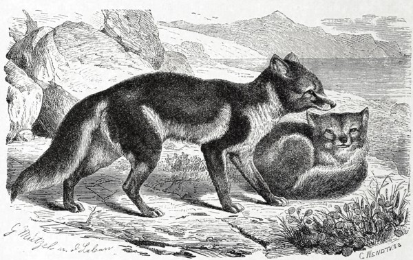 Polar Fox