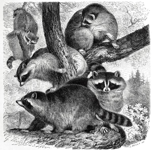 Raccoons