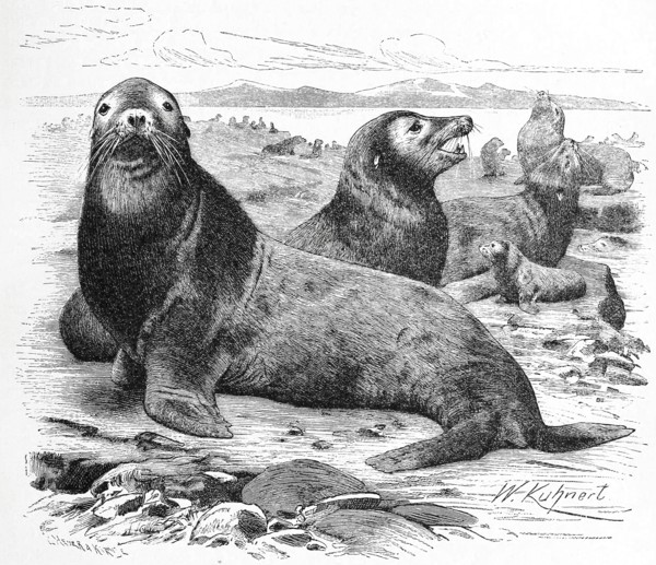 Sea Lion