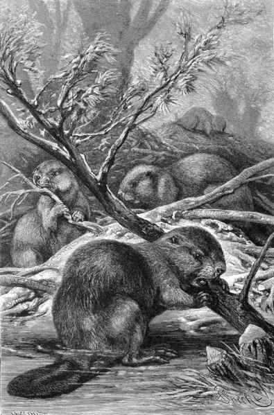 European Beavers